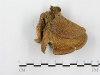 登錄號:F0003545藏品圖，第4張