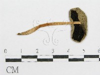 鬼傘屬藏品圖，第3張