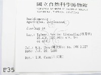 鬼傘屬藏品圖，第2張