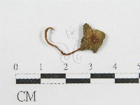 鬼傘屬藏品圖，第1張
