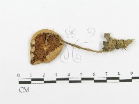 登錄號:F0003549藏品圖，第1張