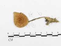 登錄號:F0003549藏品圖，第3張
