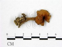 登錄號:F0003550藏品圖，第1張