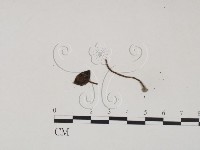 登錄號:F0003554藏品圖，第1張