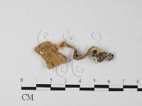 登錄號:F0003555藏品圖，第1張