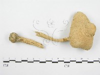 登錄號:F0003556藏品圖，第3張