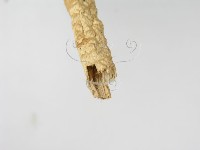 登錄號:F0003556藏品圖，第4張