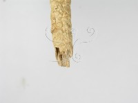 登錄號:F0003556藏品圖，第5張