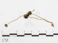 登錄號:F0003557藏品圖，第1張