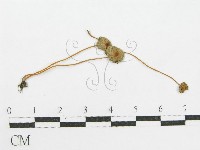 登錄號:F0003557藏品圖，第3張