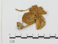 登錄號:F0003558藏品圖，第1張