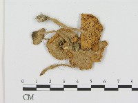 登錄號:F0003558藏品圖，第3張