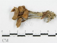 登錄號:F0003559藏品圖，第1張