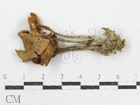 登錄號:F0003559藏品圖，第3張