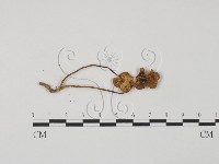 登錄號:F0003560藏品圖，第1張