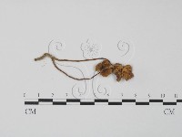 登錄號:F0003560藏品圖，第3張
