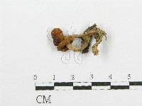 登錄號:F0003561藏品圖，第1張