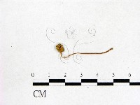 登錄號:F0003562藏品圖，第1張