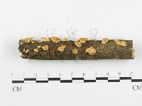 登錄號:F0003565藏品圖，第5張