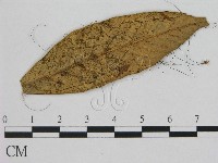 登錄號:F0003568藏品圖，第1張