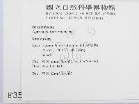 粉褶菌屬藏品圖，第2張