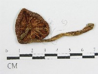 粉褶菌屬藏品圖，第1張