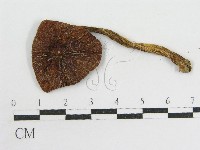 粉褶菌屬藏品圖，第3張