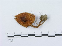 登錄號:F0003570藏品圖，第1張