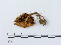 登錄號:F0003570藏品圖，第3張