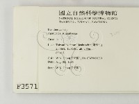 鵝膏屬藏品圖，第2張