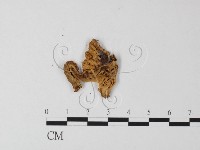 鵝膏屬藏品圖，第3張