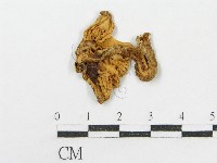 鵝膏屬藏品圖，第4張