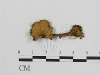 登錄號:F0003572藏品圖，第3張