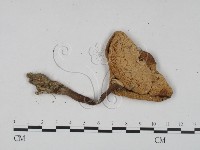 登錄號:F0003573藏品圖，第3張