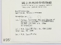 小皮傘屬藏品圖，第2張