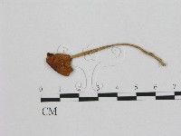 小皮傘屬藏品圖，第1張