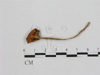 小皮傘屬藏品圖，第3張