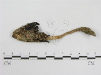 登錄號:F0003576藏品圖，第1張