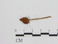 小皮傘屬藏品圖，第1張