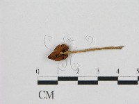 小皮傘屬藏品圖，第3張