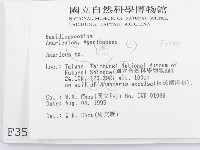 傘菌屬藏品圖，第2張