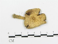 傘菌屬藏品圖，第1張