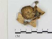 登錄號:F0003581藏品圖，第1張