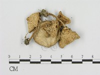 登錄號:F0003581藏品圖，第3張