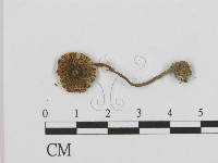 登錄號:F0003582藏品圖，第1張
