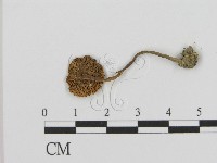 登錄號:F0003582藏品圖，第3張