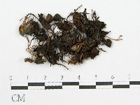 登錄號:F0003583藏品圖，第3張
