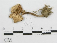 登錄號:F0003585藏品圖，第3張