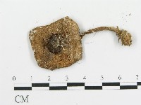 傘菌屬藏品圖，第3張