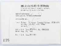 杯傘屬藏品圖，第2張